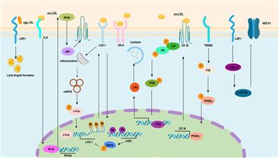 An update on ox-LDL-inducing vascular smooth muscle cell-derived foam cells in atherosclerosis